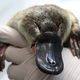 A platypus being held by a human in an Australian zoo.